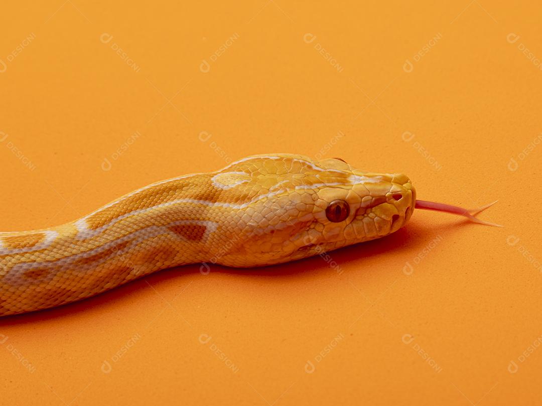Cobra Ouro Python Imagem JPG