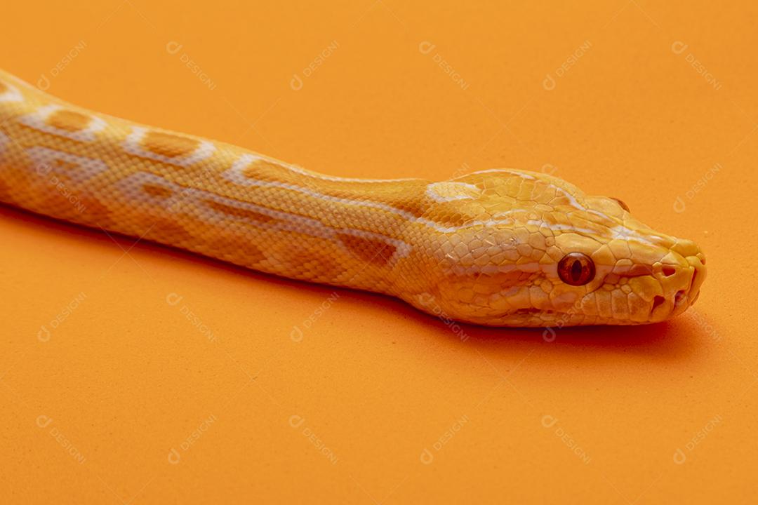 Cobra Ouro Python Imagem JPG