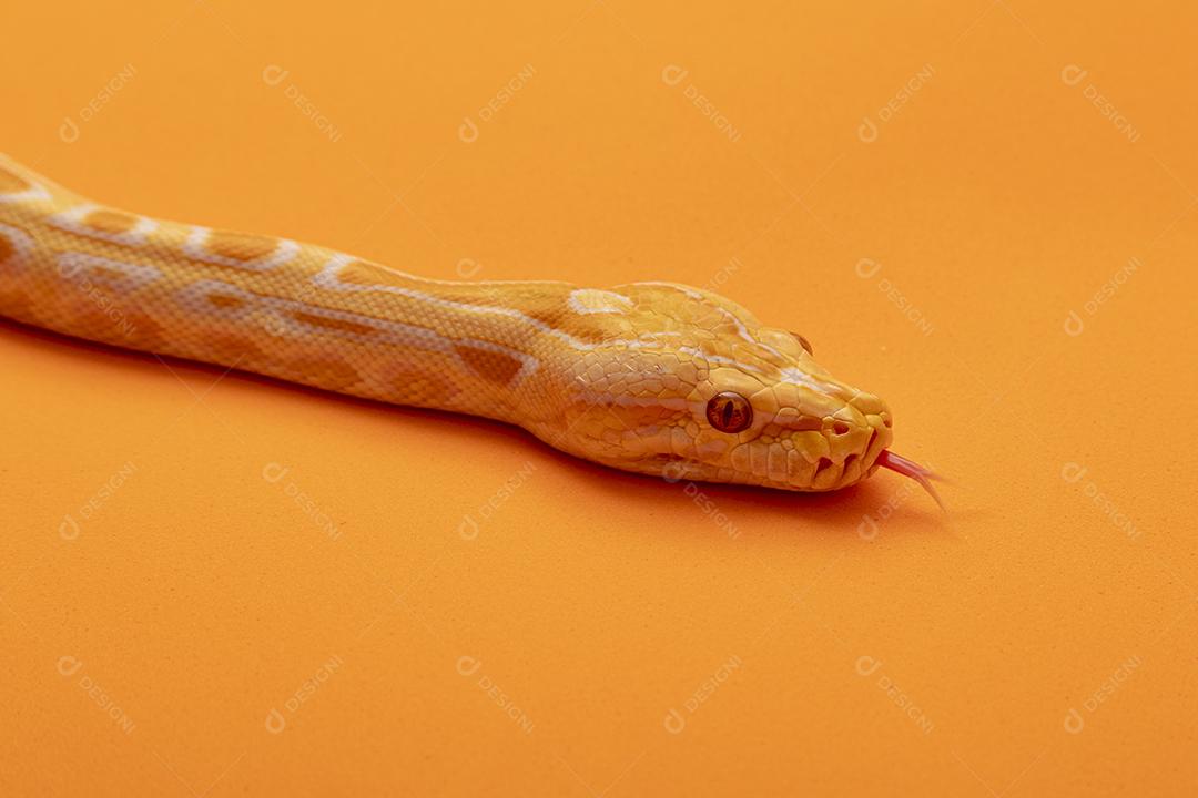 Cobra Ouro Python Imagem JPG