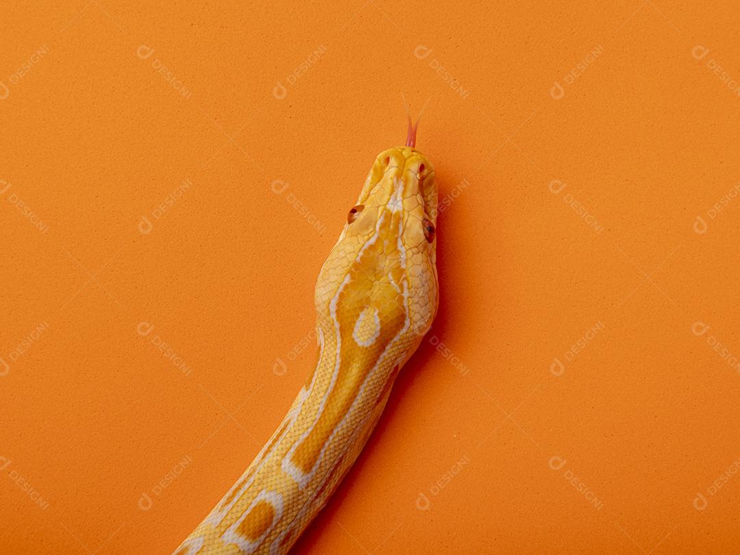 Cobra Ouro Python Imagem JPG