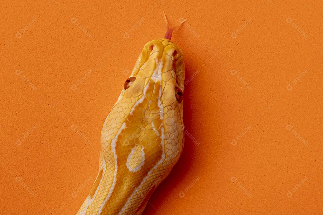 Cobra Ouro Python Imagem JPG