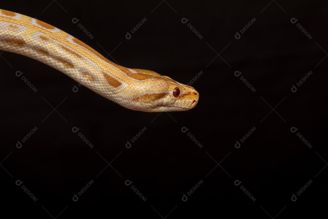 Cobra Ouro Python Imagem JPG