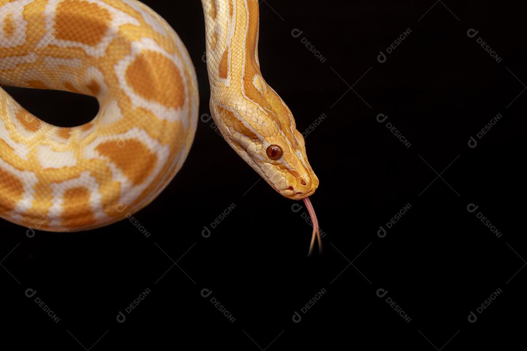 Cobra Ouro Python Imagem JPG