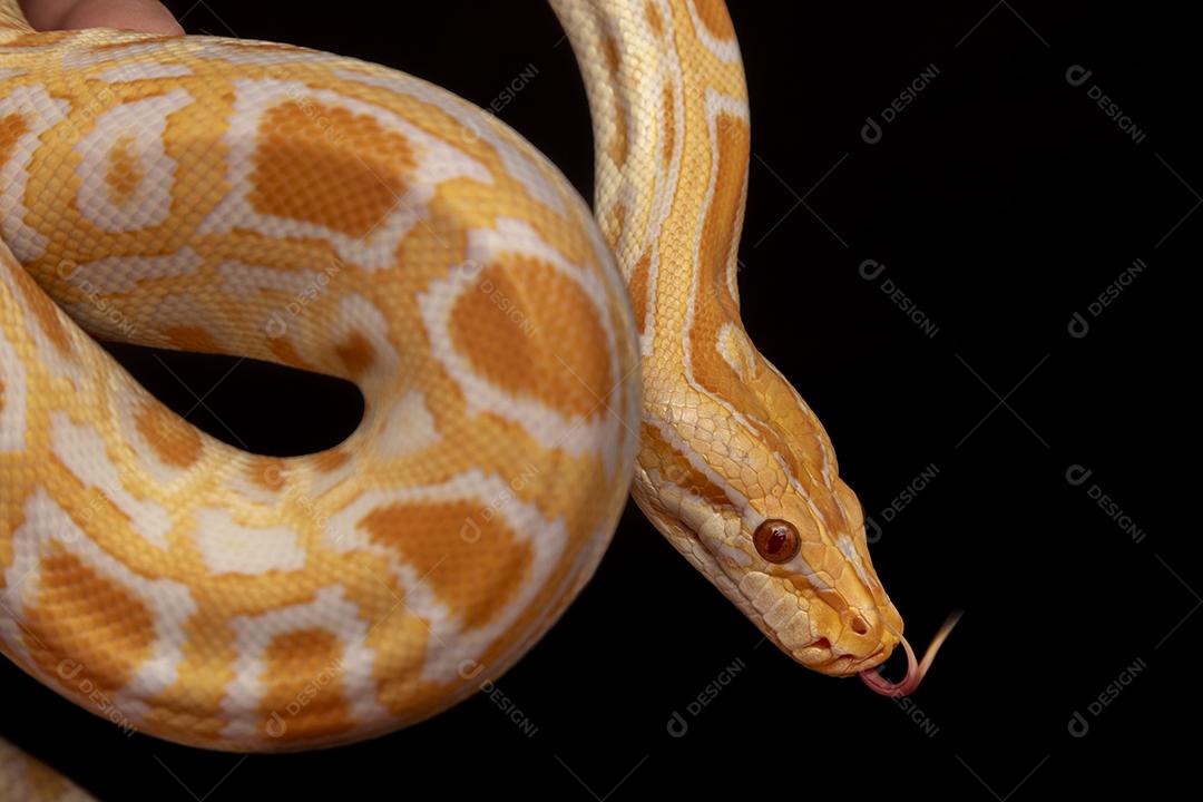 Cobra Ouro Python Imagem JPG