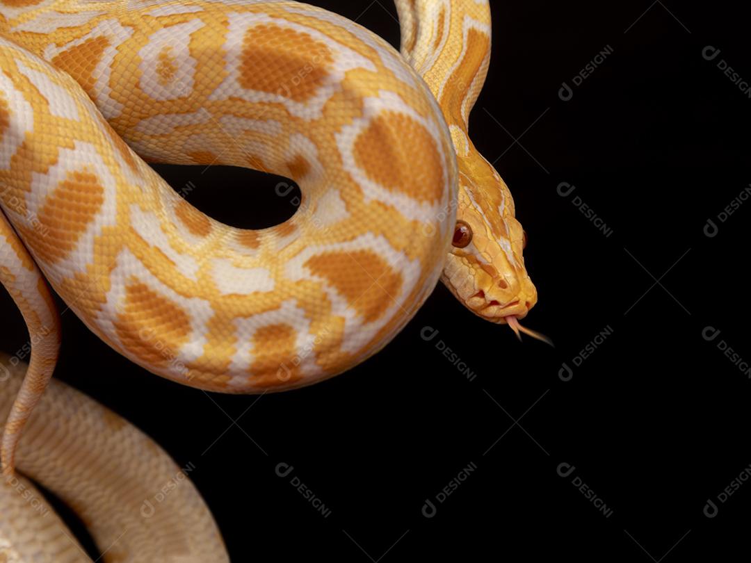 Cobra Ouro Python Imagem JPG