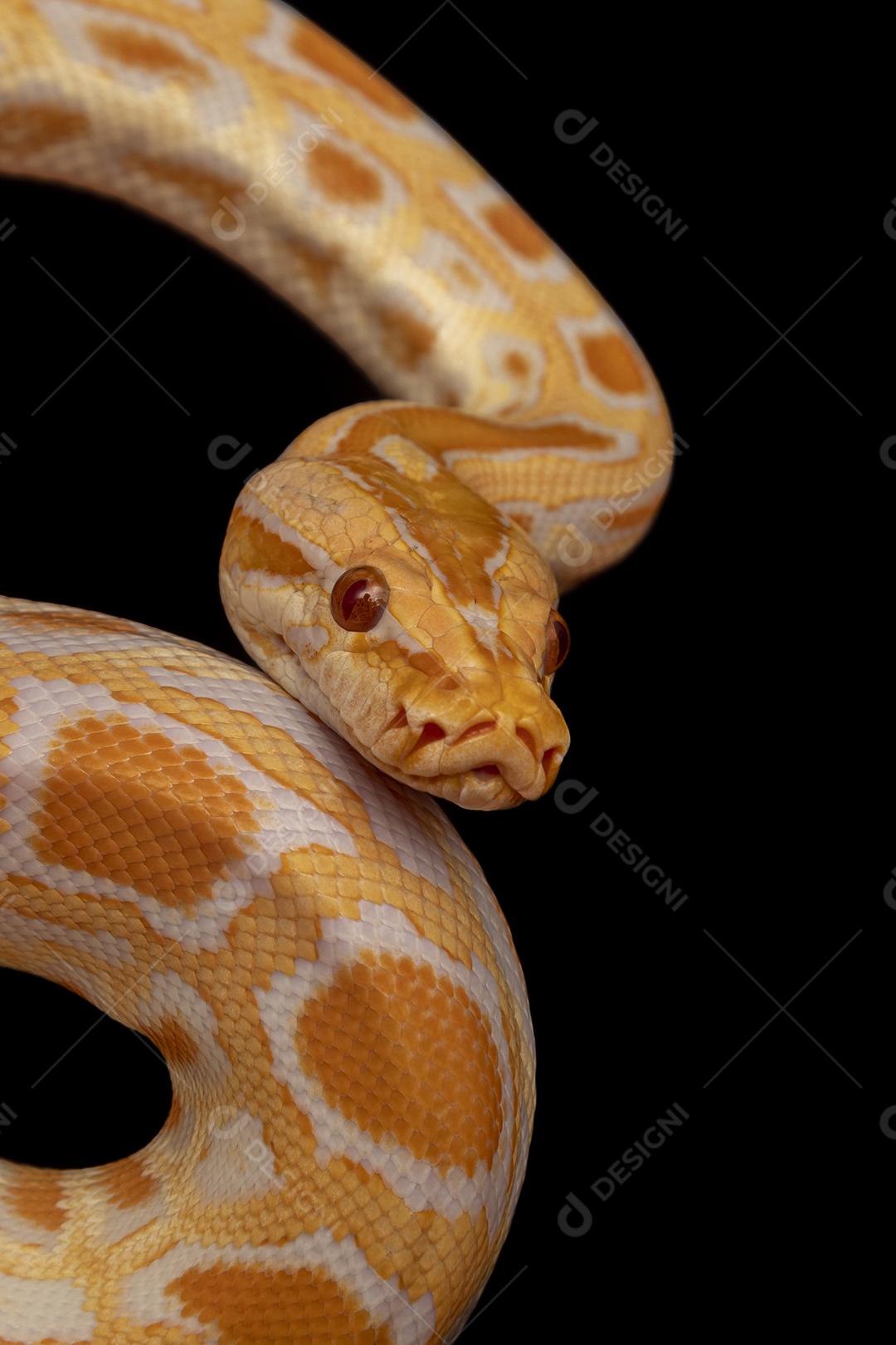 Cobra Ouro Python Imagem JPG