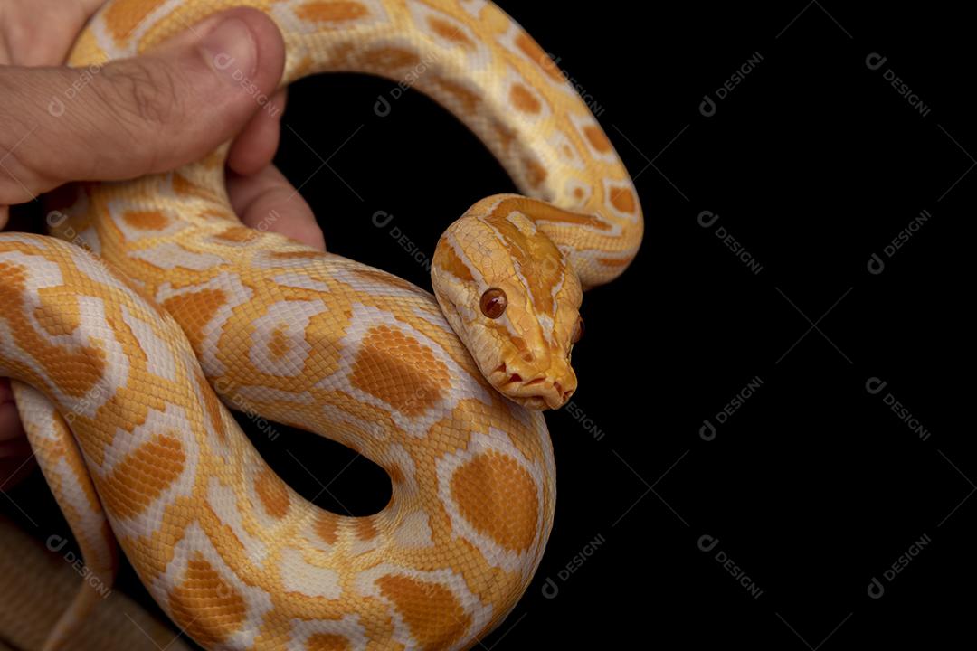 Cobra Ouro Python Imagem JPG