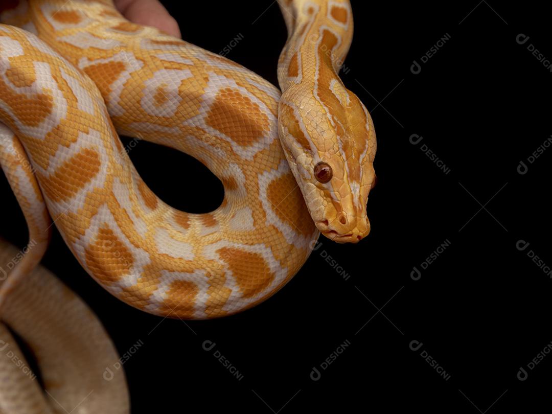 Cobra Ouro Python Imagem JPG