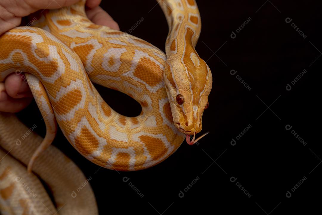 Cobra Ouro Python Imagem JPG