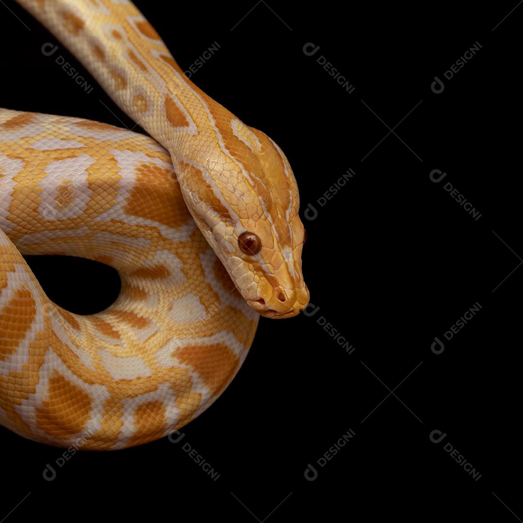 Cobra Ouro Python Imagem JPG