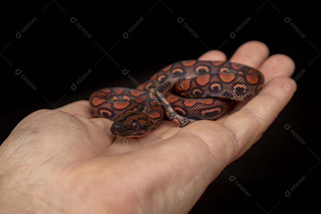 Epicrates cenchria é uma espécie de jibóia endêmica Imagem JPG