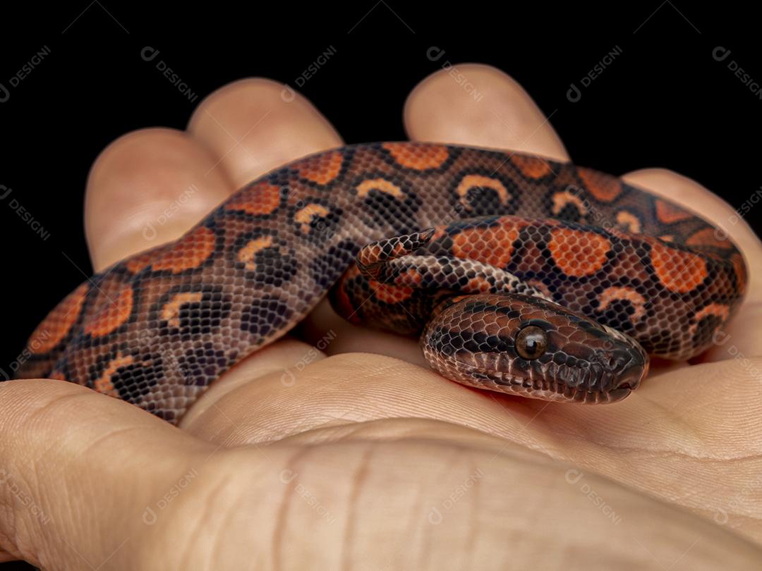 Epicrates cenchria é uma espécie de jibóia endêmica Imagem JPG