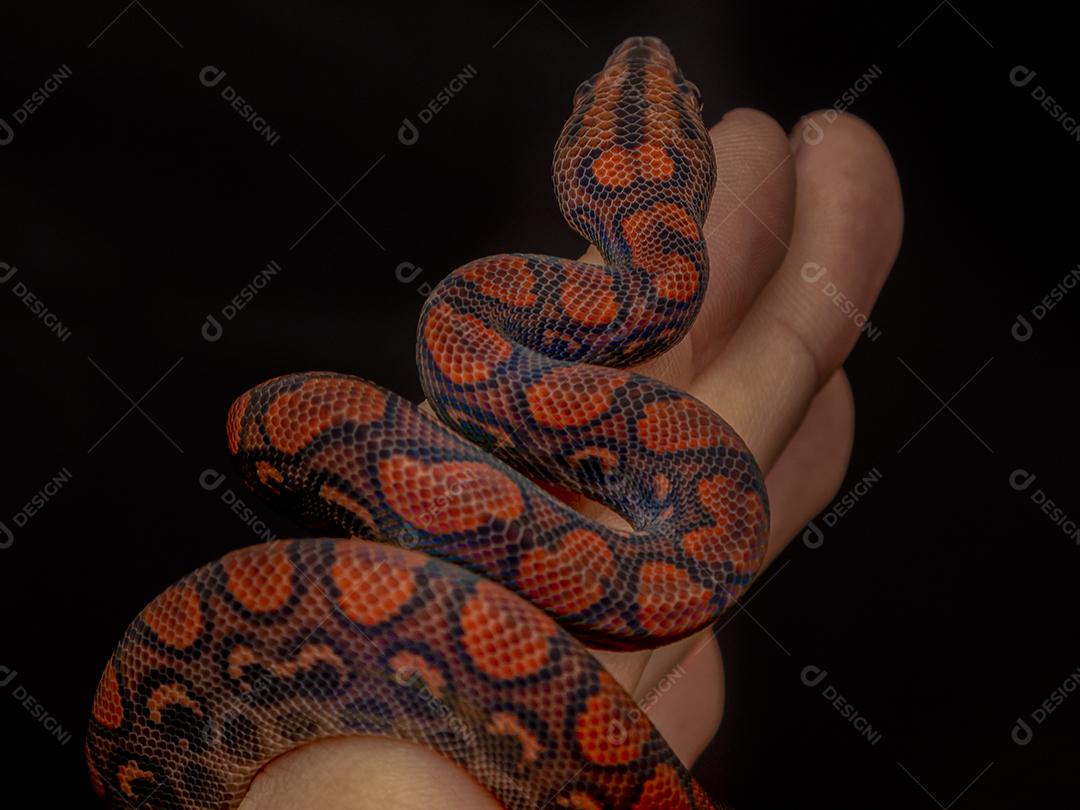 Epicrates cenchria é uma espécie de jibóia endêmica Imagem JPG