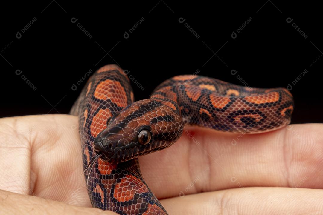 Epicrates cenchria é uma espécie de jibóia endêmica Imagem JPG