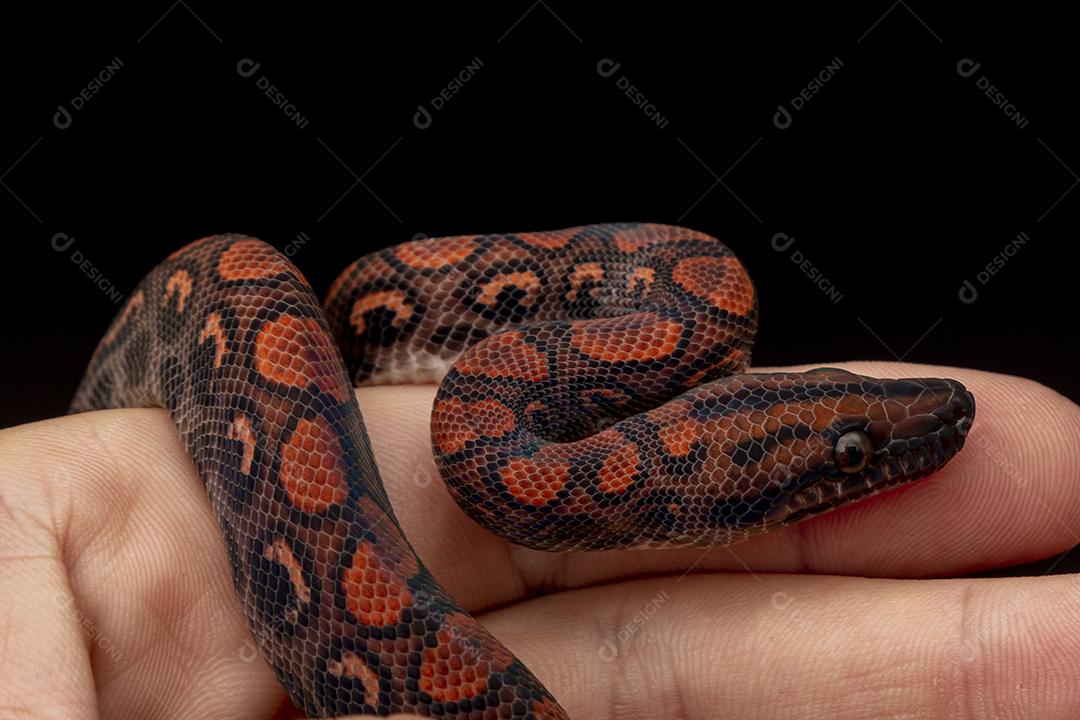 Epicrates cenchria é uma espécie de jibóia endêmica Imagem JPG