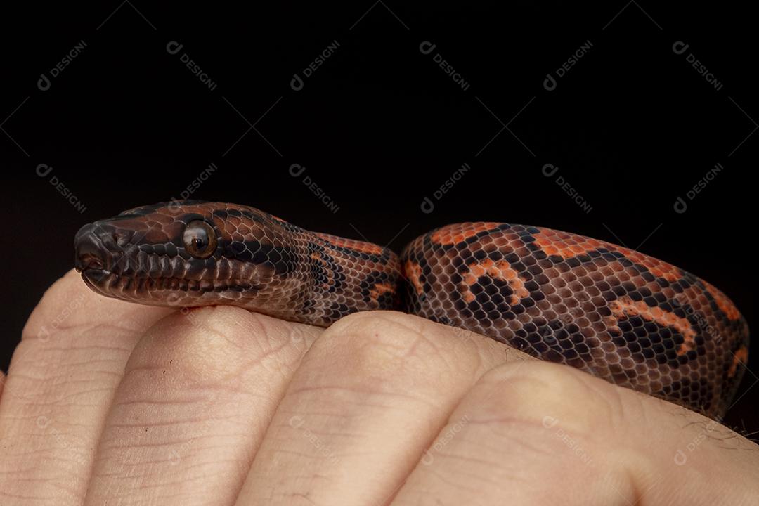 Epicrates cenchria é uma espécie de jibóia endêmica Imagem JPG