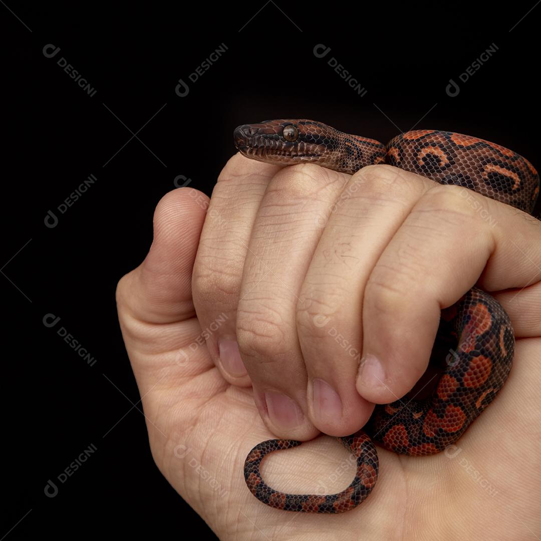 Epicrates cenchria é uma espécie de jibóia endêmica Imagem JPG