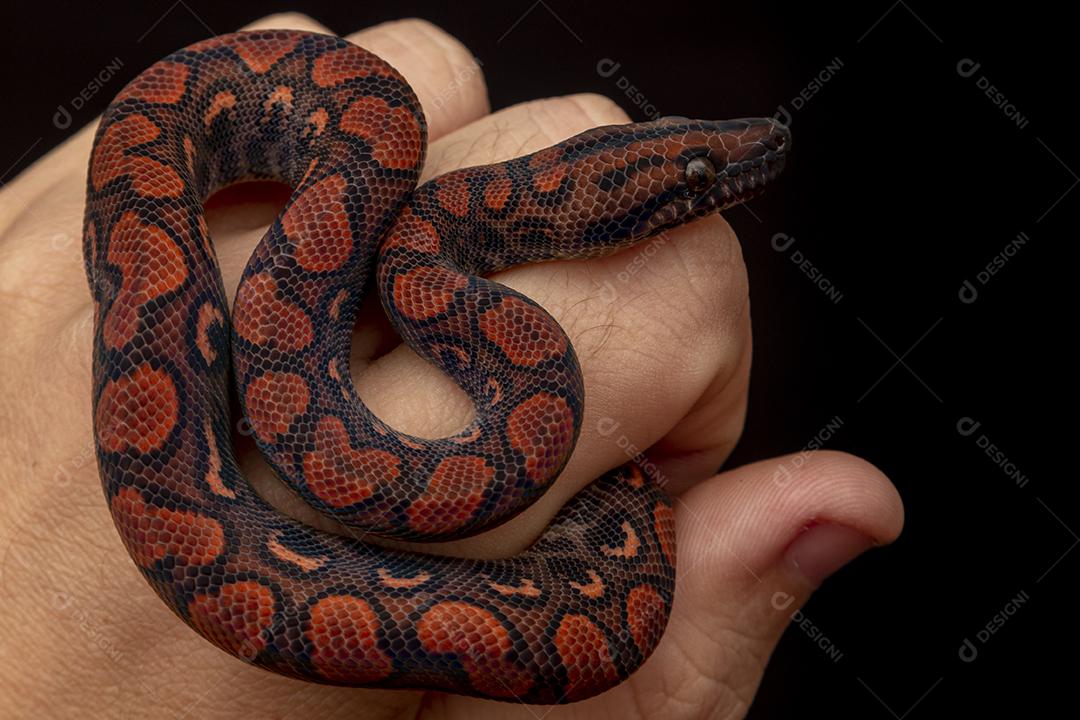 Epicrates cenchria é uma espécie de jibóia endêmica Imagem JPG