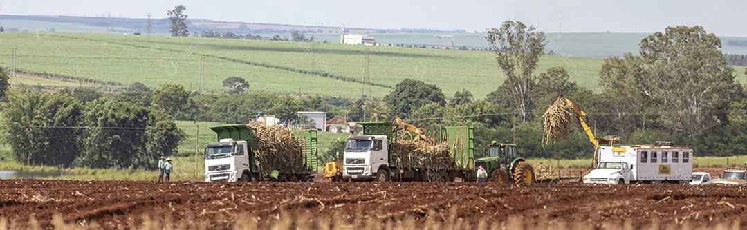 Plantaçao de colheita de soja agropecuaria Imagem JPG