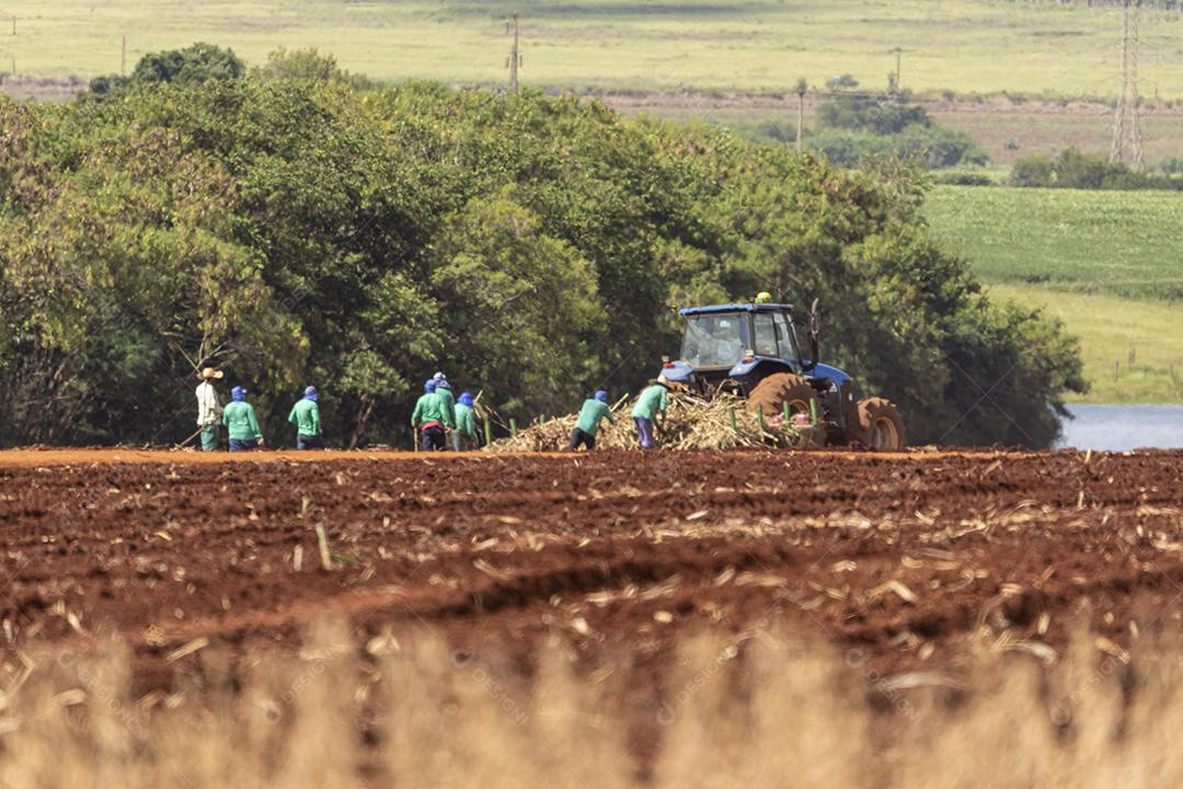 Plantaçao de colheita de soja agropecuaria Imagem JPG