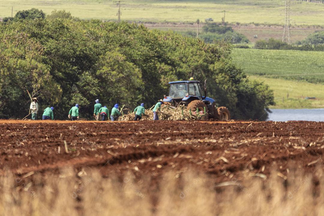 Plantaçao de colheita de soja agropecuaria Imagem JPG