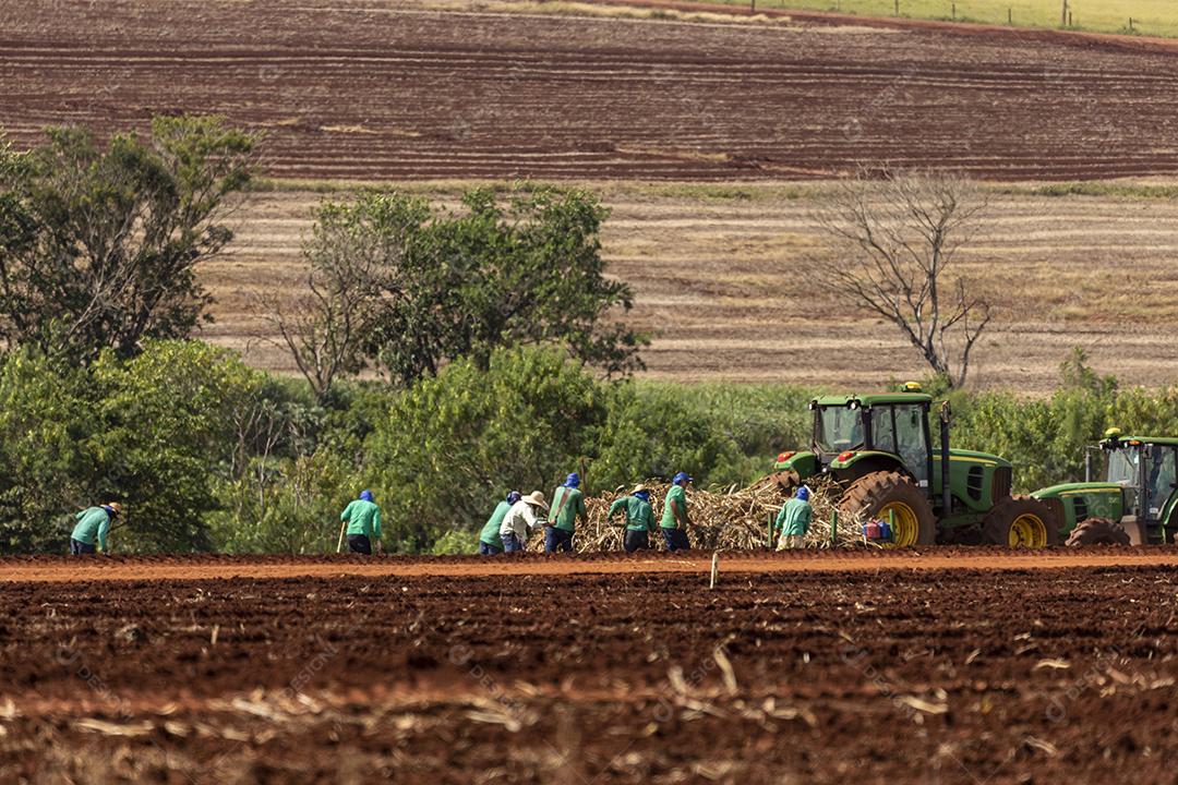 Plantaçao de colheita de soja agropecuaria Imagem JPG