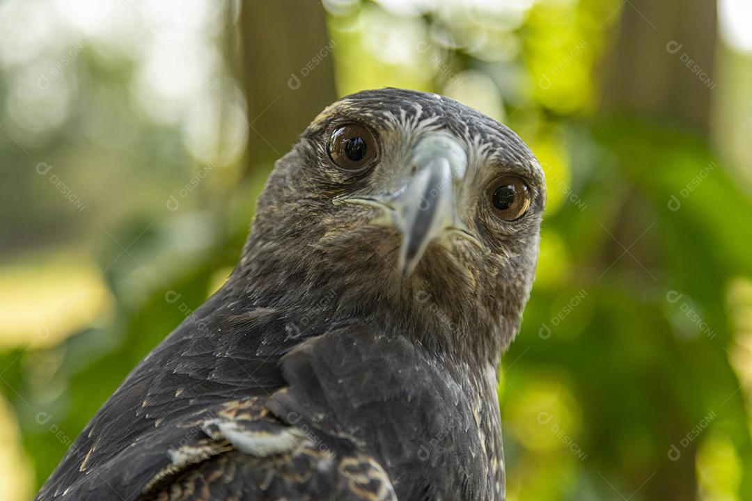 Passaros aves aguia falcao Imagem JPG