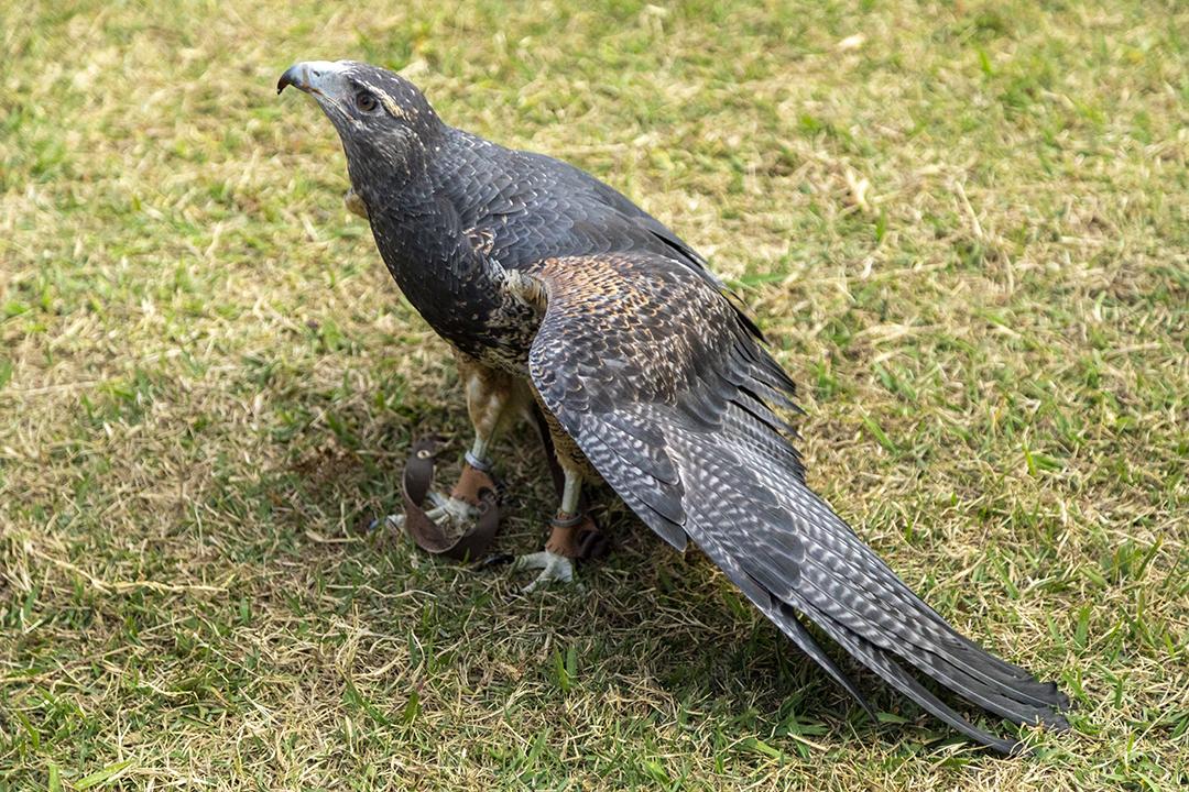 Passaros aves falcao andando na grama