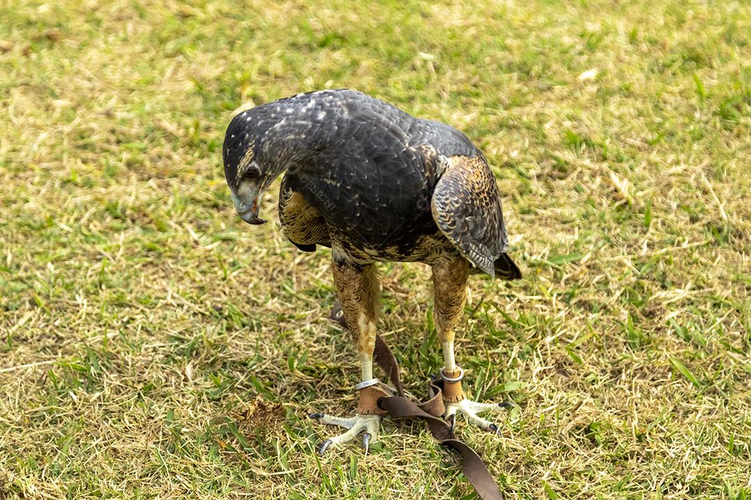 Passaros aves falcao andando na grama