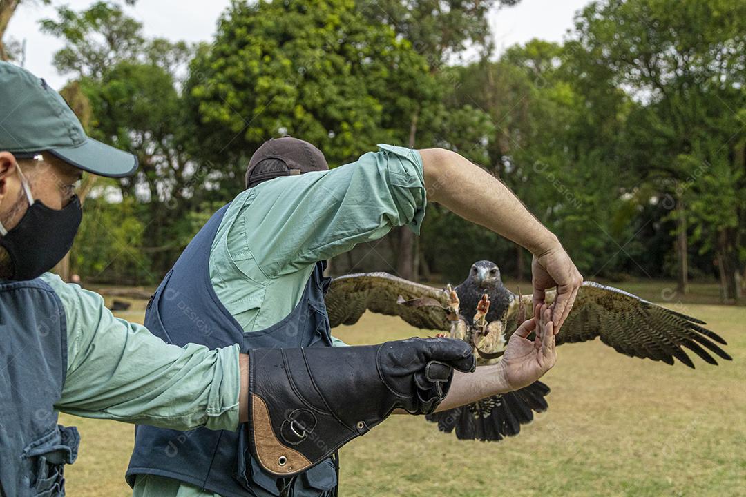 Homem segurando uma aguia passaro aves