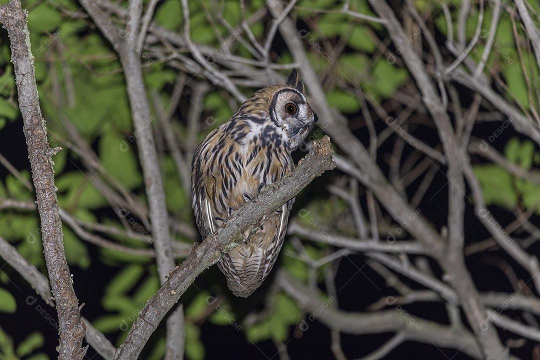 Coruja aves passaros na floresta anoite
