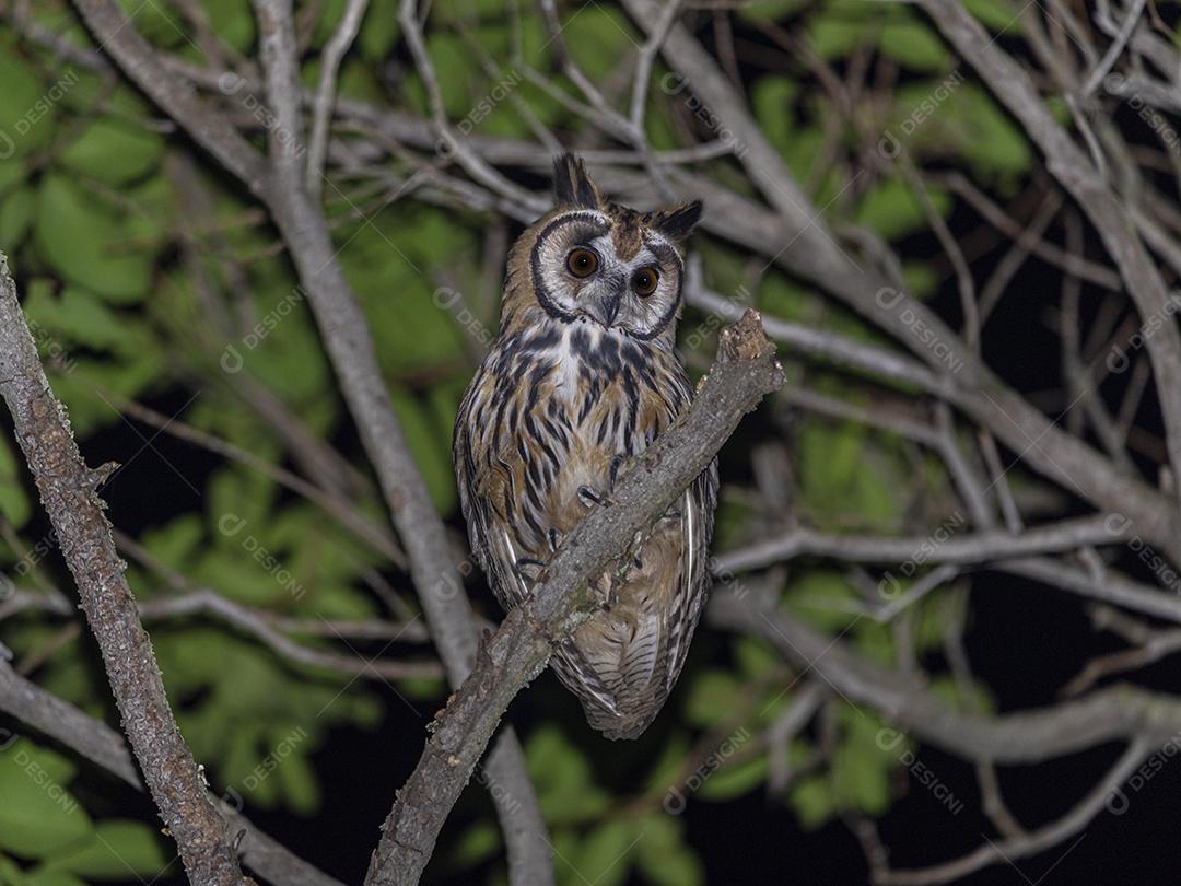 Coruja aves passaros na floresta anoite