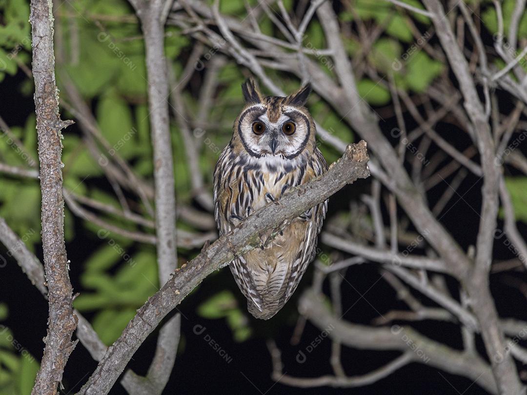 Coruja aves passaros na floresta anoite