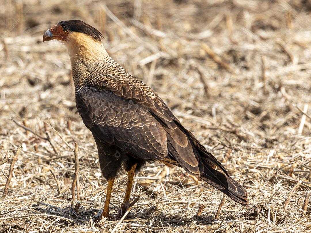 O caracara de crista do norte Gavião Imagem JPG
