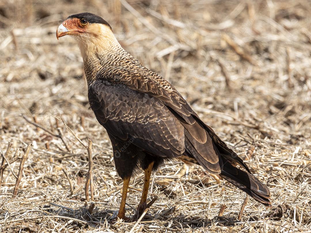 O caracara de crista do norte Gavião Imagem JPG