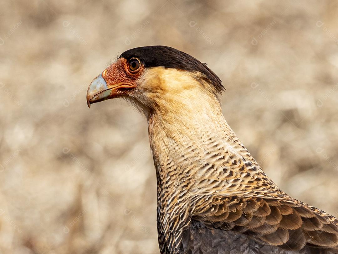 O caracara de crista do norte Gavião Imagem JPG