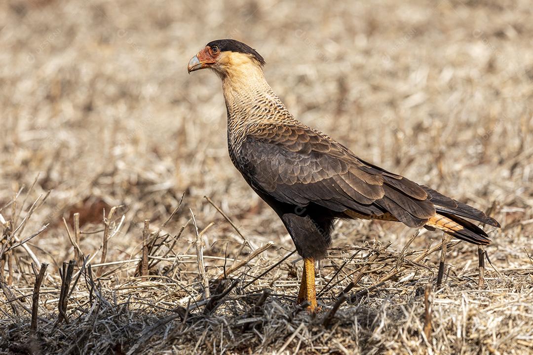 O caracara de crista do norte Gavião Imagem JPG