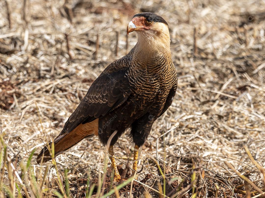 O caracara de crista do norte Gavião Imagem JPG