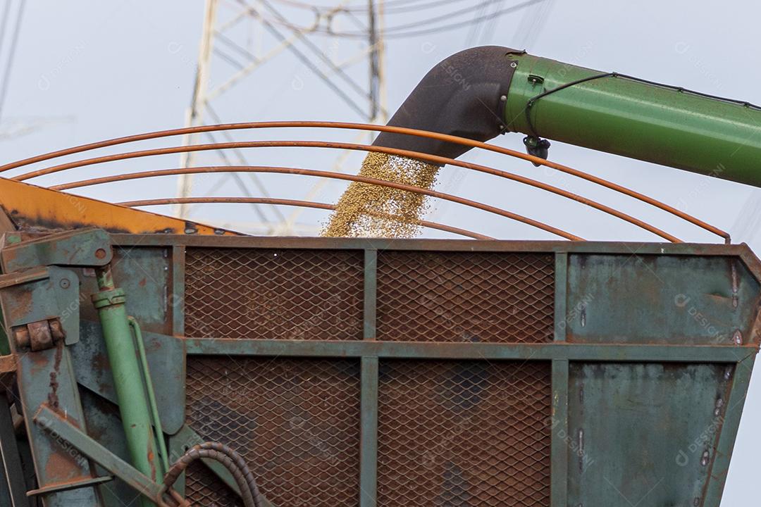 Trator agrícola colhendo soja no campo Imagem JPG