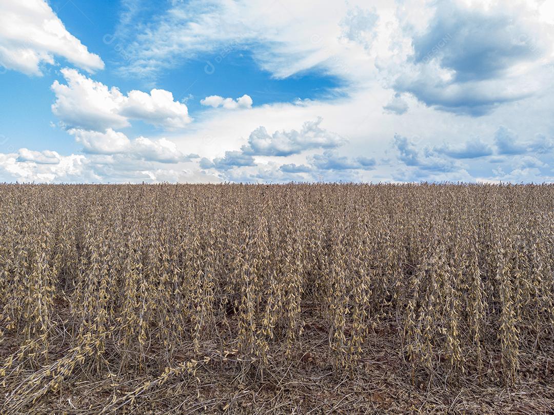 Trator agrícola colhendo soja no campo Imagem JPG
