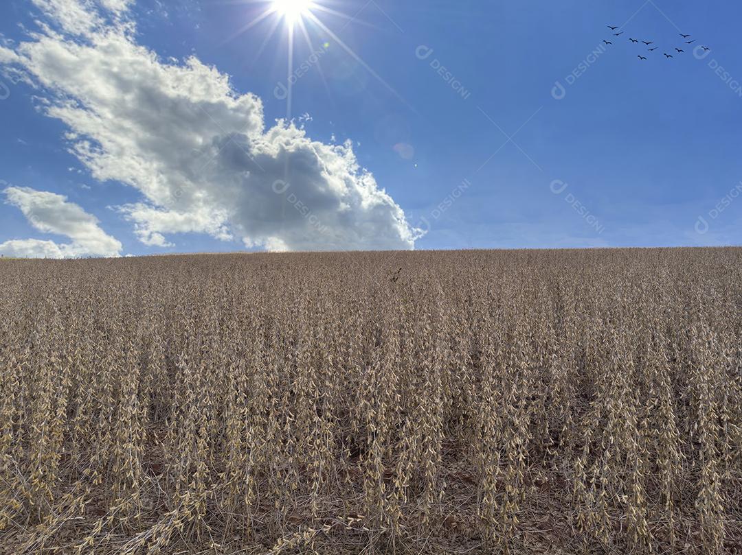 Trator agrícola colhendo soja no campo Imagem JPG