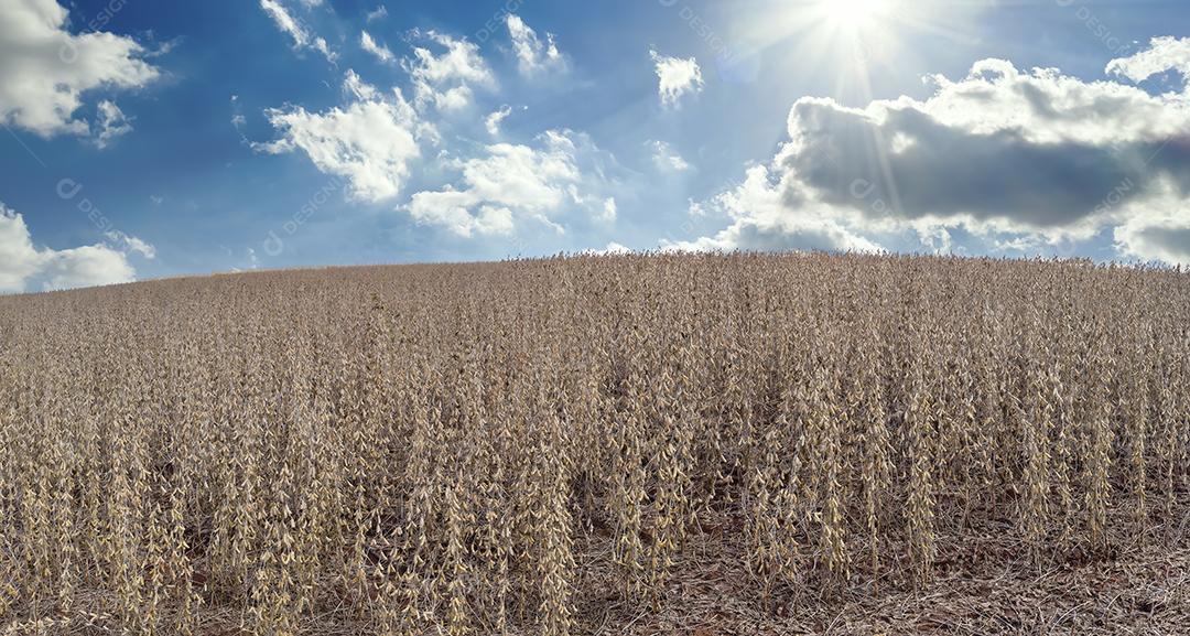 Plantação de soja com grãos secos, prontos para colheita Imagem JPG