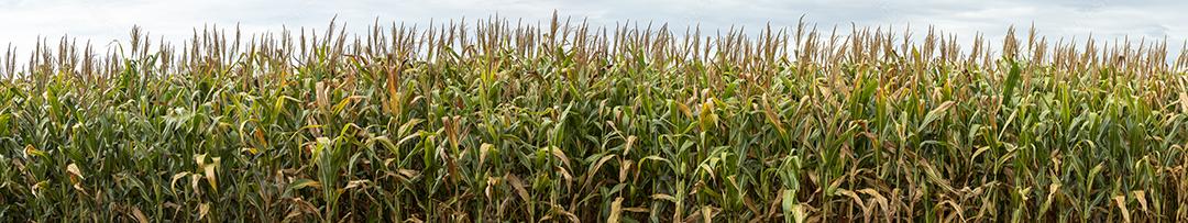 Plantaçao de milho agropecuaria fazenda