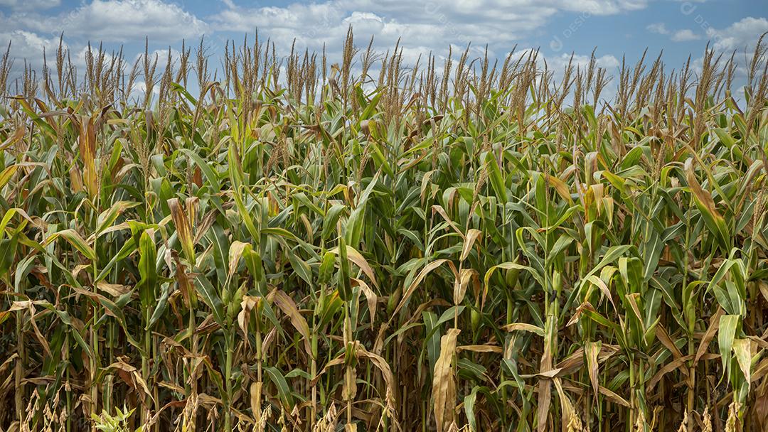 Plantaçao de milho agropecuaria fazenda