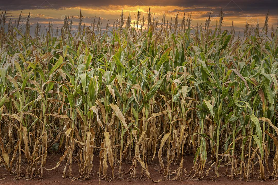 Plantaçao de milho agropecuaria fazenda