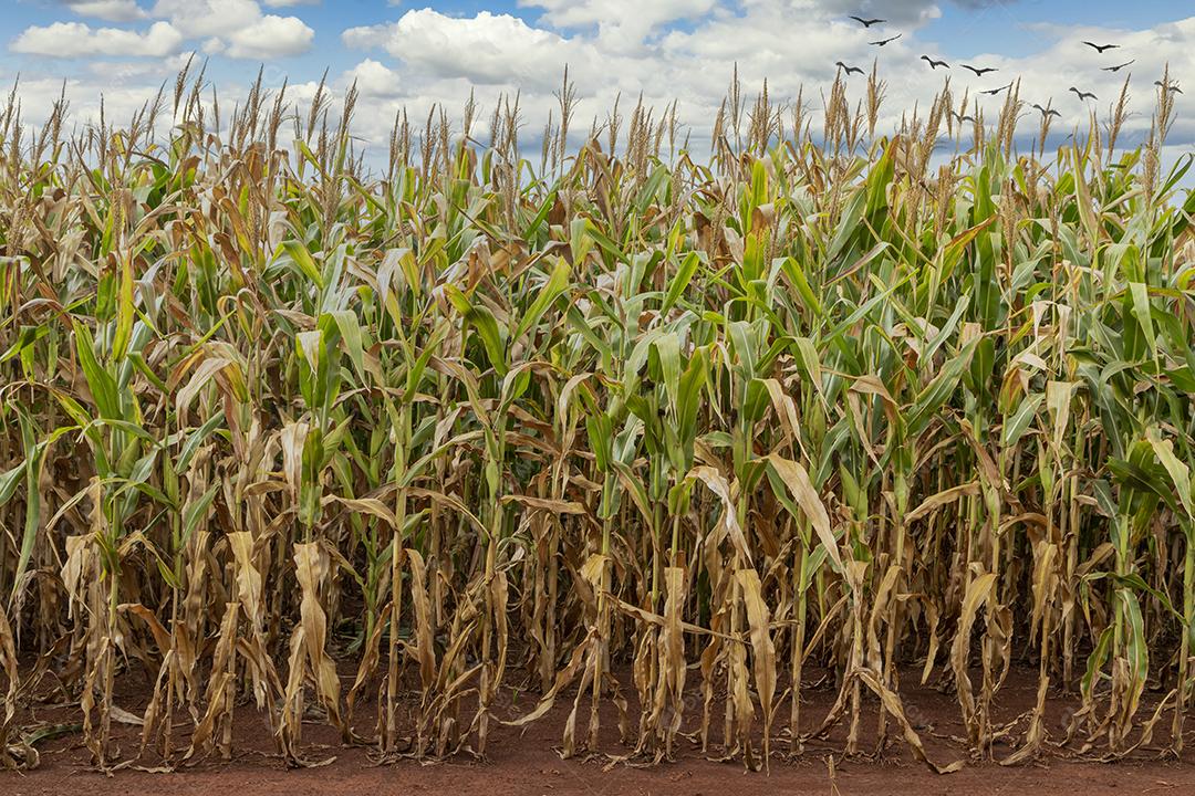 Plantaçao de milho agropecuaria fazenda