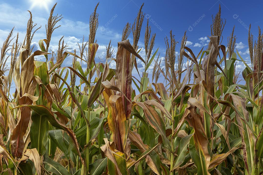 Plantaçao de milho agropecuaria fazenda