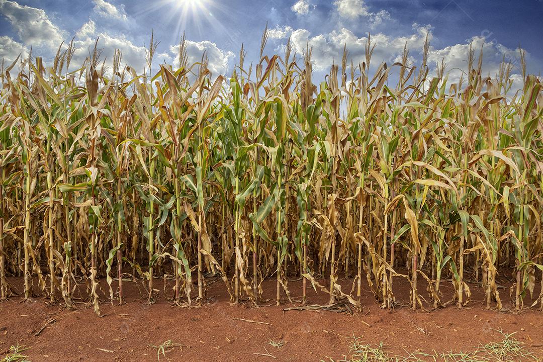 Plantaçao de milho agropecuaria fazenda