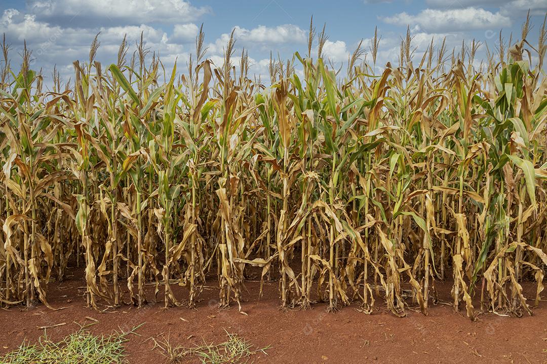 Plantaçao de milho agropecuaria fazenda