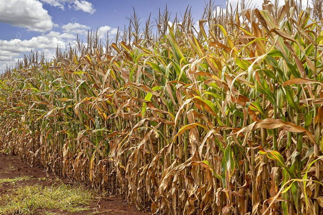 Plantaçao de milho agropecuaria fazenda